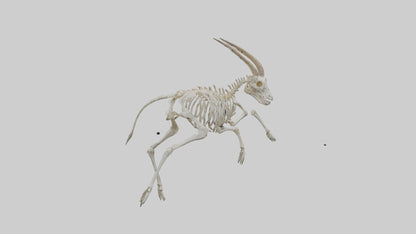 3D model Oryx Skeleton model VR / AR / low-poly