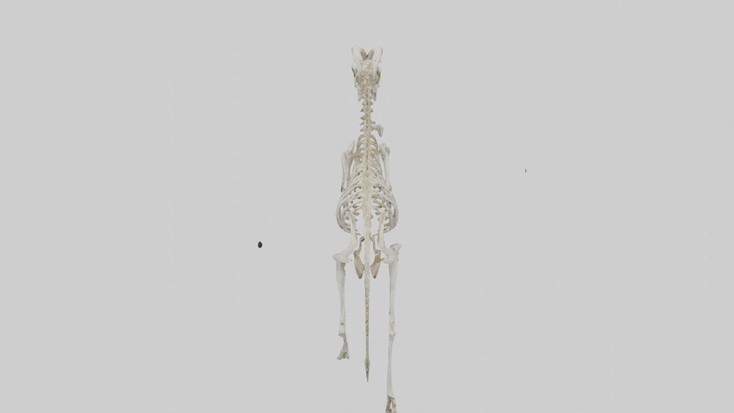 3D model Oryx Skeleton model VR / AR / low-poly