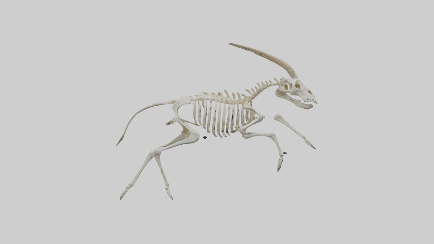 3D model Oryx Skeleton model VR / AR / low-poly