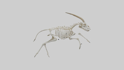 3D model Oryx Skeleton model VR / AR / low-poly