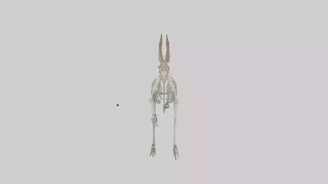 3D model Oryx Skeleton model VR / AR / low-poly