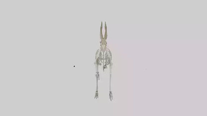 3D model Oryx Skeleton model VR / AR / low-poly
