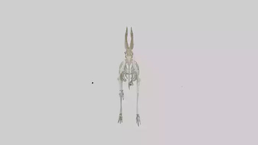 3D model Oryx Skeleton model VR / AR / low-poly