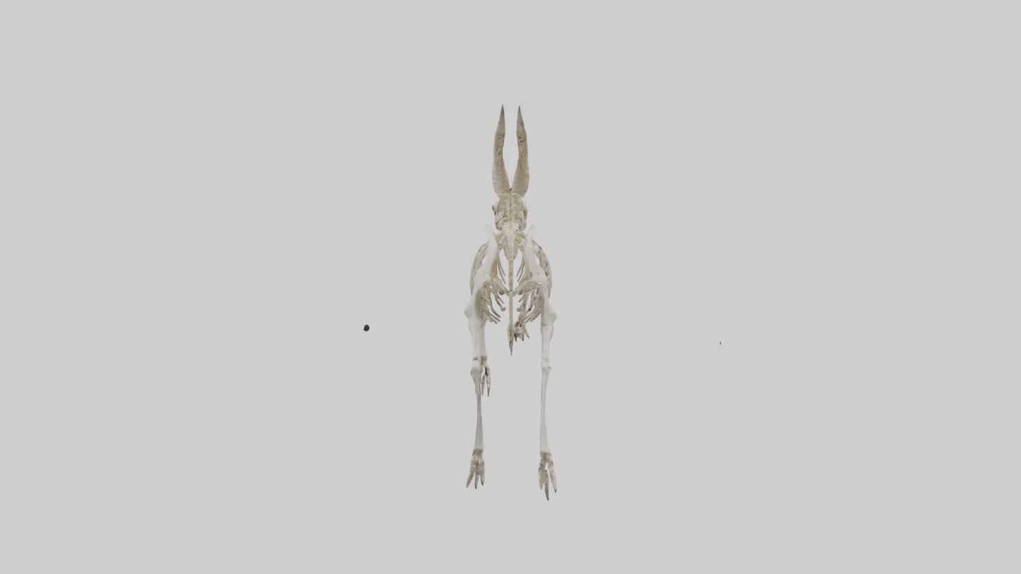 3D model Oryx Skeleton model VR / AR / low-poly