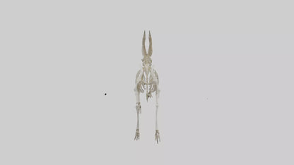 3D model Oryx Skeleton model VR / AR / low-poly