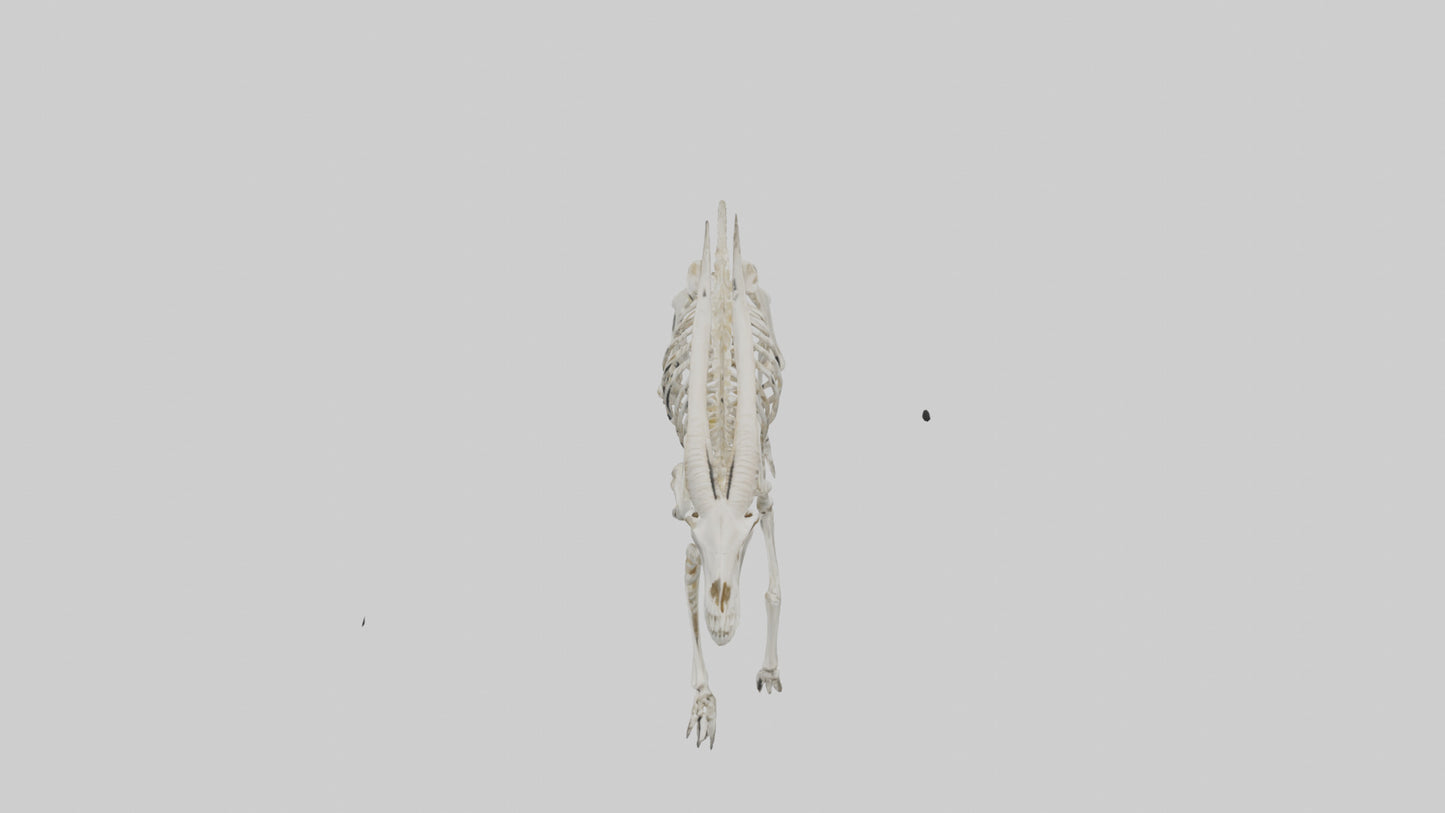 3D model Oryx Skeleton model VR / AR / low-poly