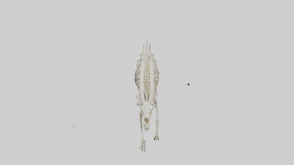 3D model Oryx Skeleton model VR / AR / low-poly