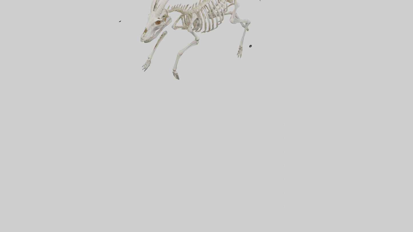 3D model Oryx Skeleton model VR / AR / low-poly