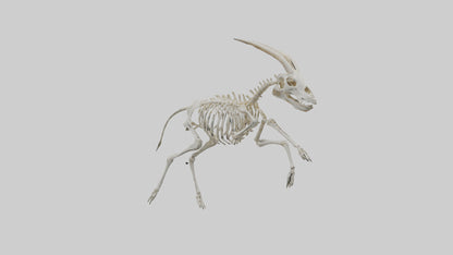 3D model Oryx Skeleton model VR / AR / low-poly