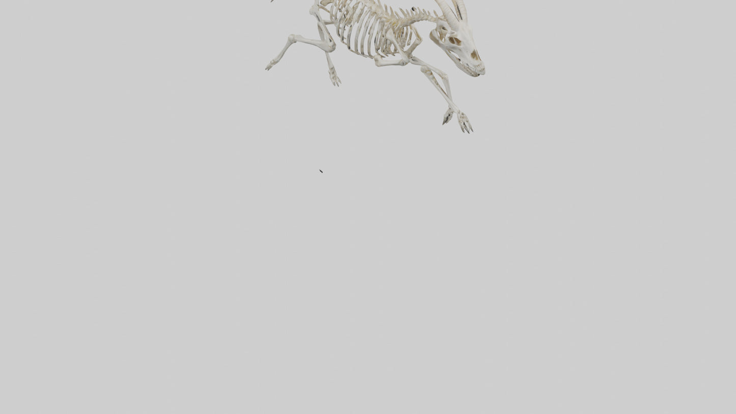 3D model Oryx Skeleton model VR / AR / low-poly