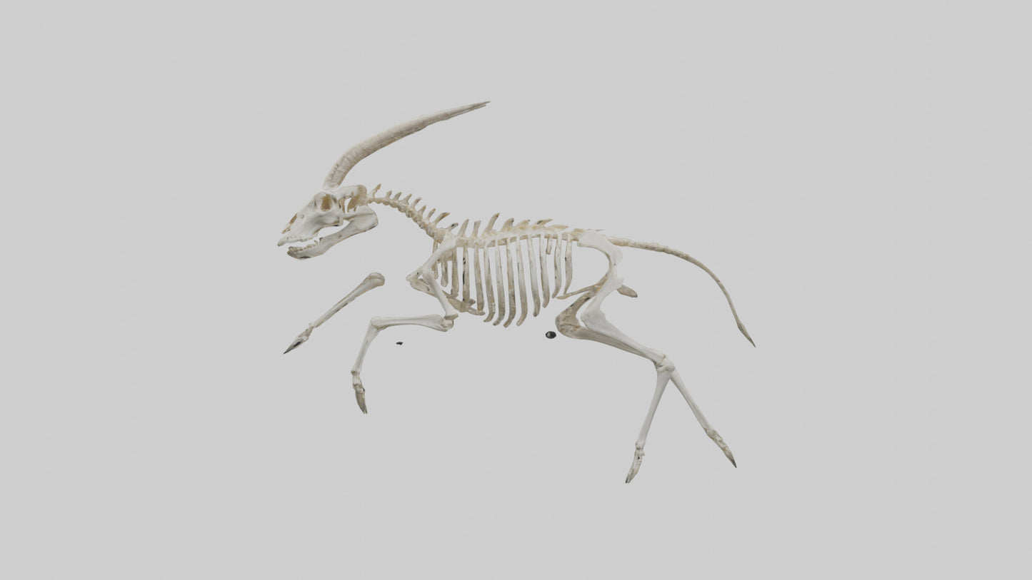 3D model Oryx Skeleton model VR / AR / low-poly