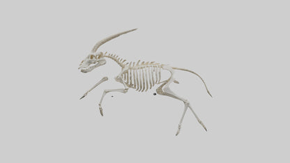 3D model Oryx Skeleton model VR / AR / low-poly