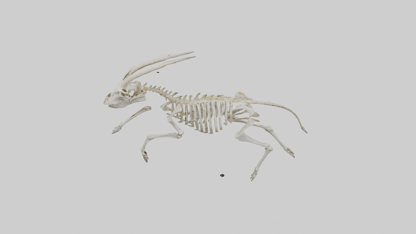 3D model Oryx Skeleton model VR / AR / low-poly