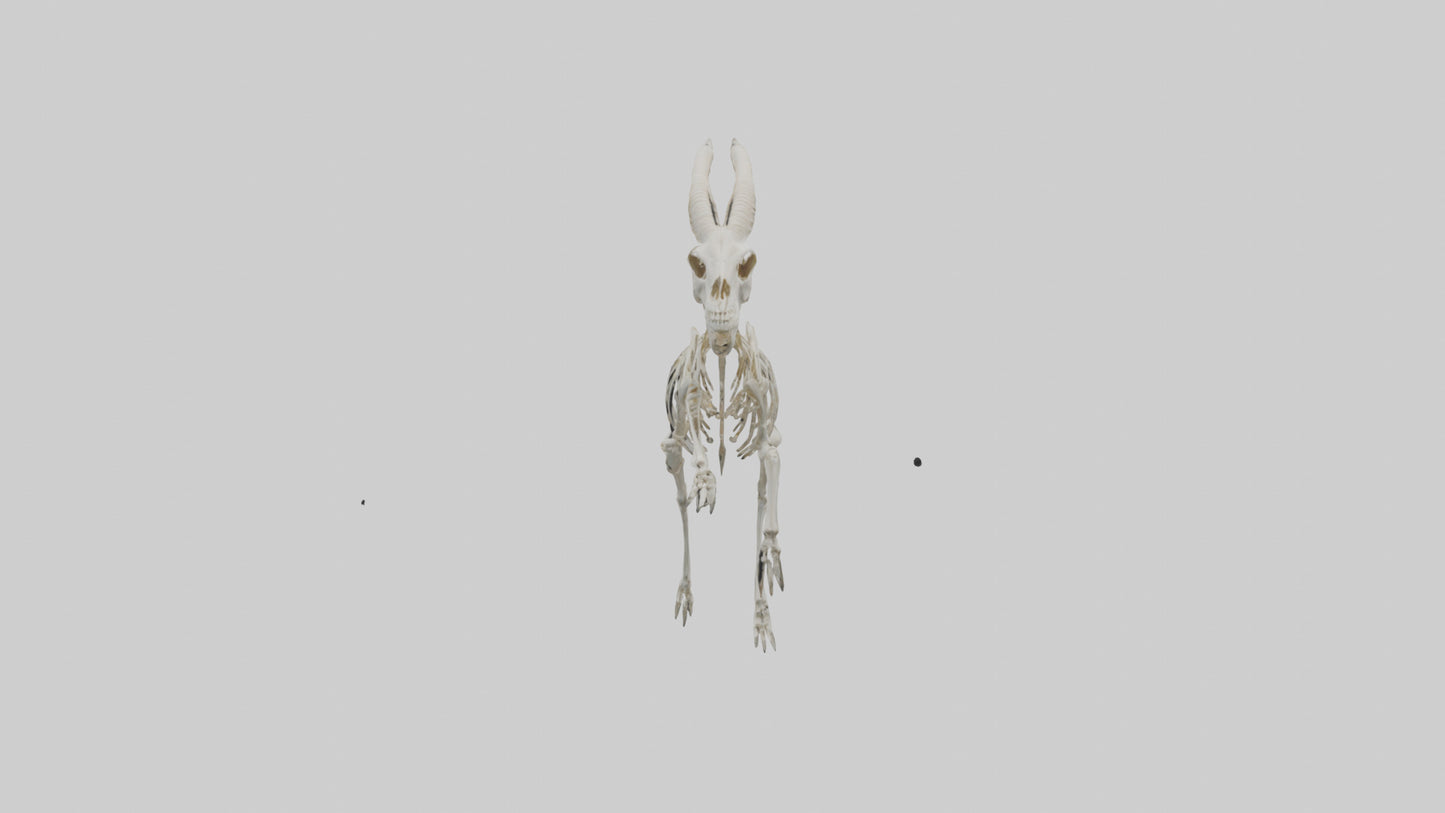 3D model Oryx Skeleton model VR / AR / low-poly