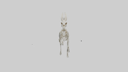 3D model Oryx Skeleton model VR / AR / low-poly