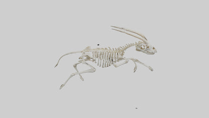 3D model Oryx Skeleton model VR / AR / low-poly