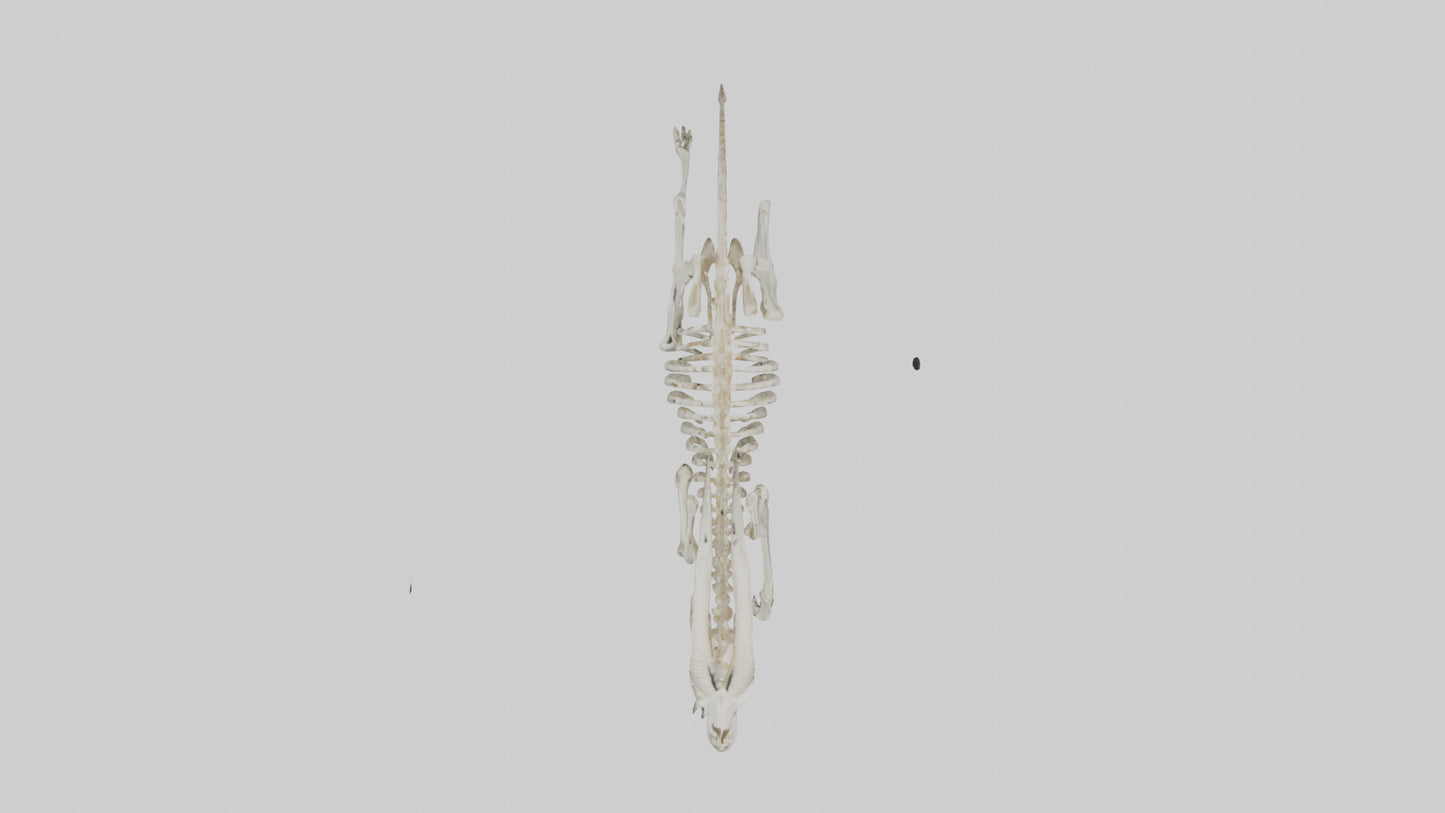 3D model Oryx Skeleton model VR / AR / low-poly