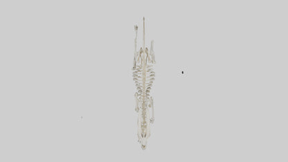 3D model Oryx Skeleton model VR / AR / low-poly