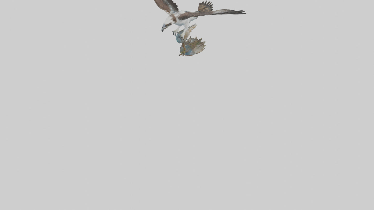 Osprey catching fish model 3D model