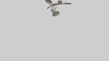 Osprey catching fish model 3D model