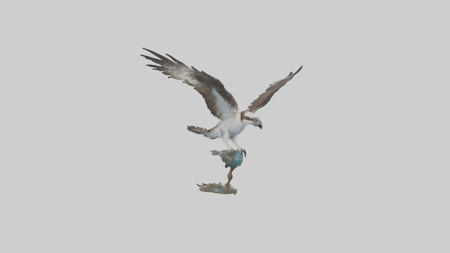 Osprey catching fish model 3D model