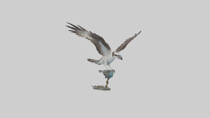 Osprey catching fish model 3D model
