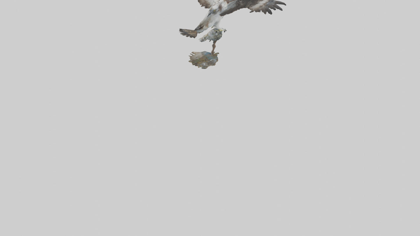 Osprey catching fish model 3D model