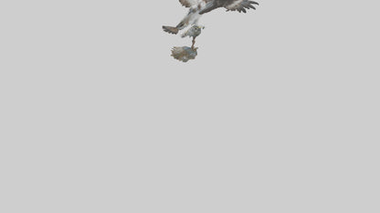 Osprey catching fish model 3D model