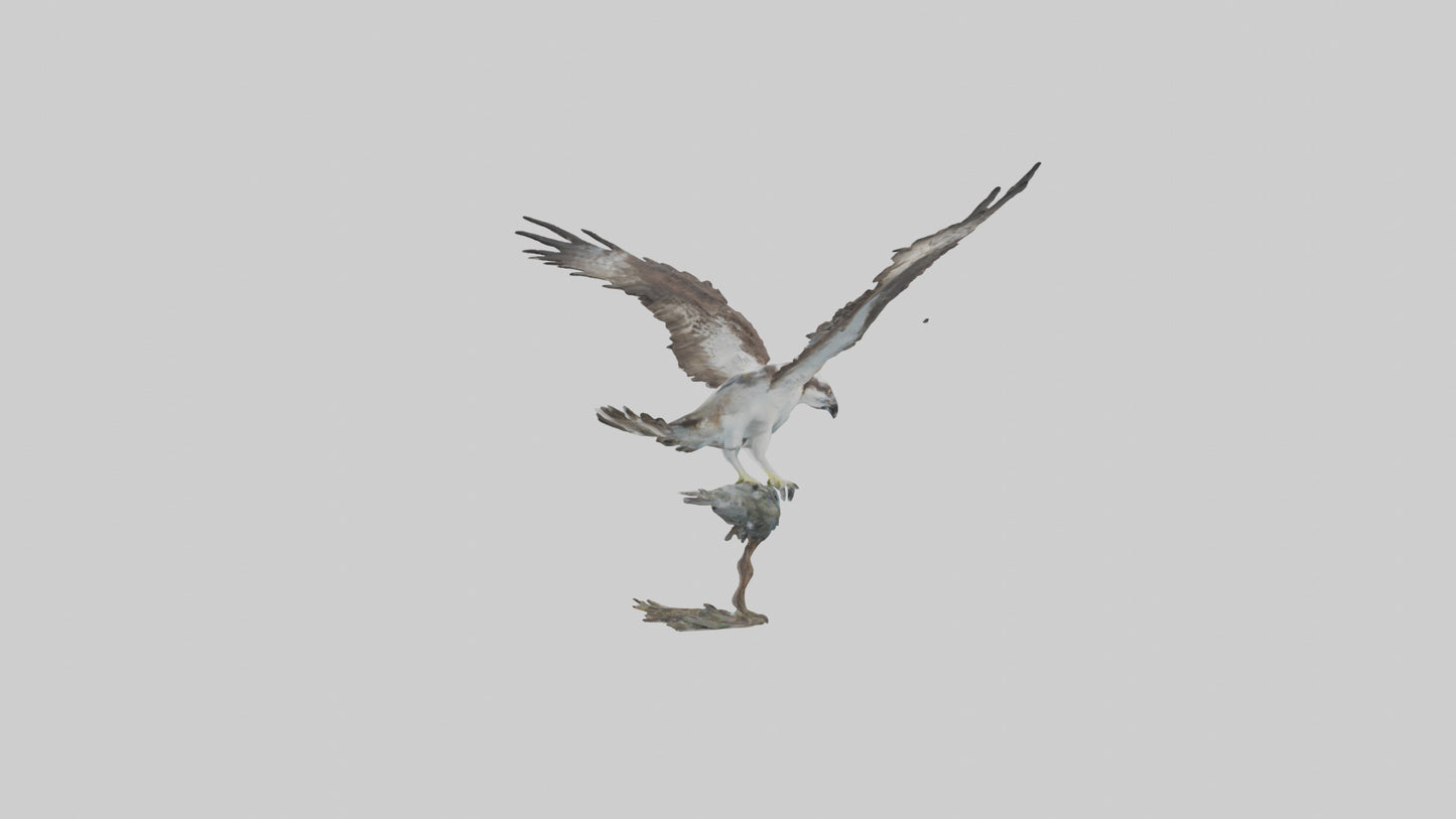 Osprey catching fish model 3D model