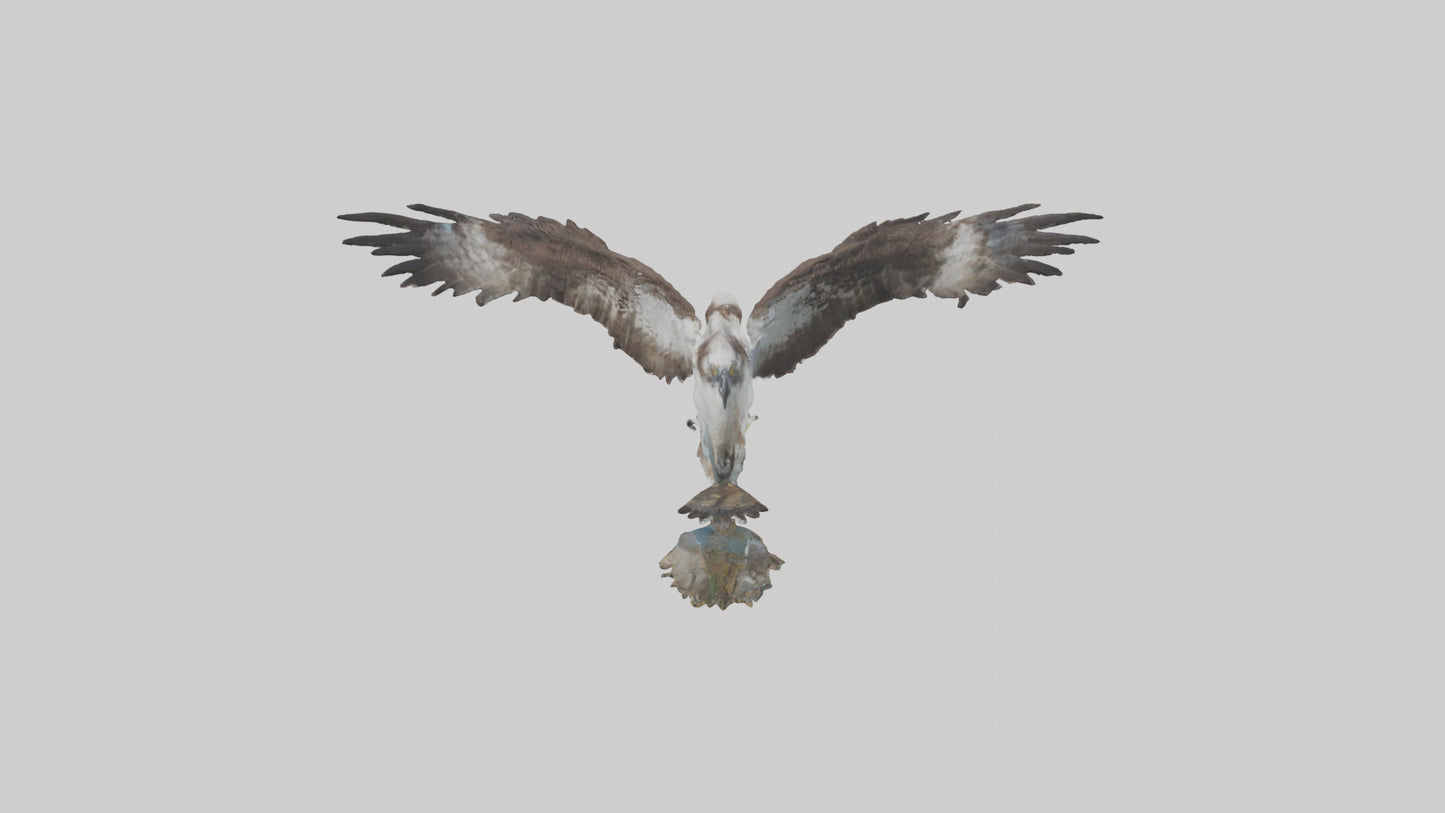 Osprey catching fish model 3D model