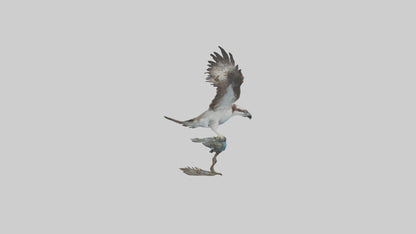 Osprey catching fish model 3D model