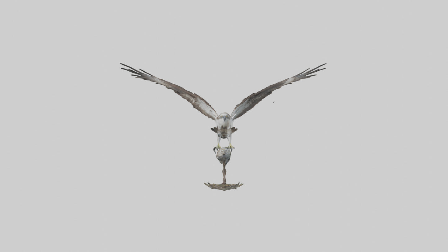 Osprey catching fish model 3D model