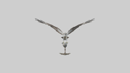 Osprey catching fish model 3D model