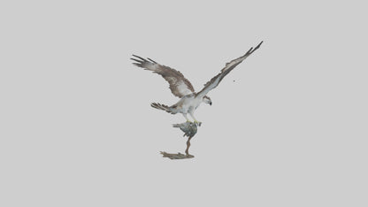 Osprey catching fish model 3D model
