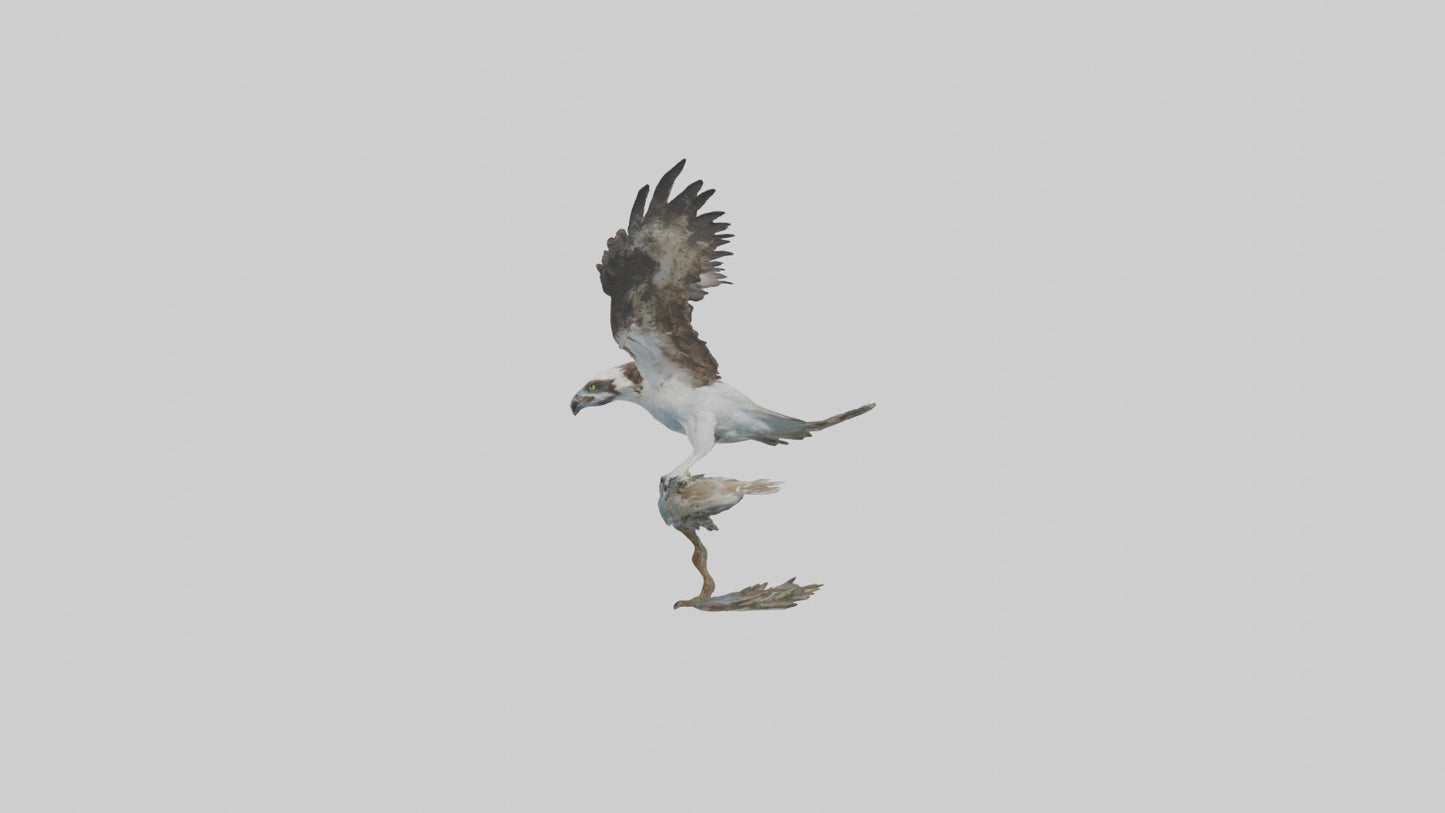 Osprey catching fish model 3D model