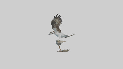 Osprey catching fish model 3D model
