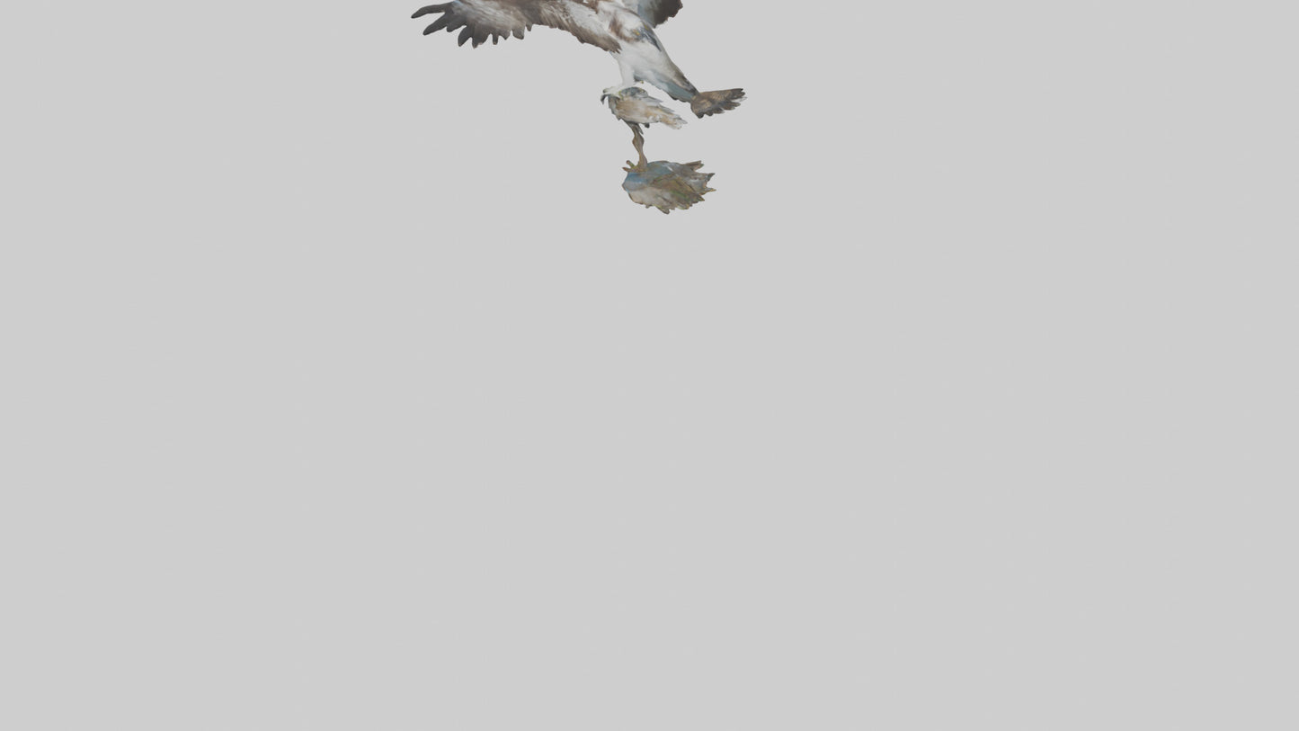 Osprey catching fish model 3D model