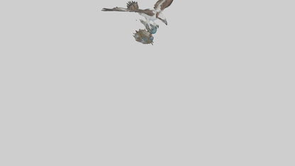 Osprey catching fish model 3D model