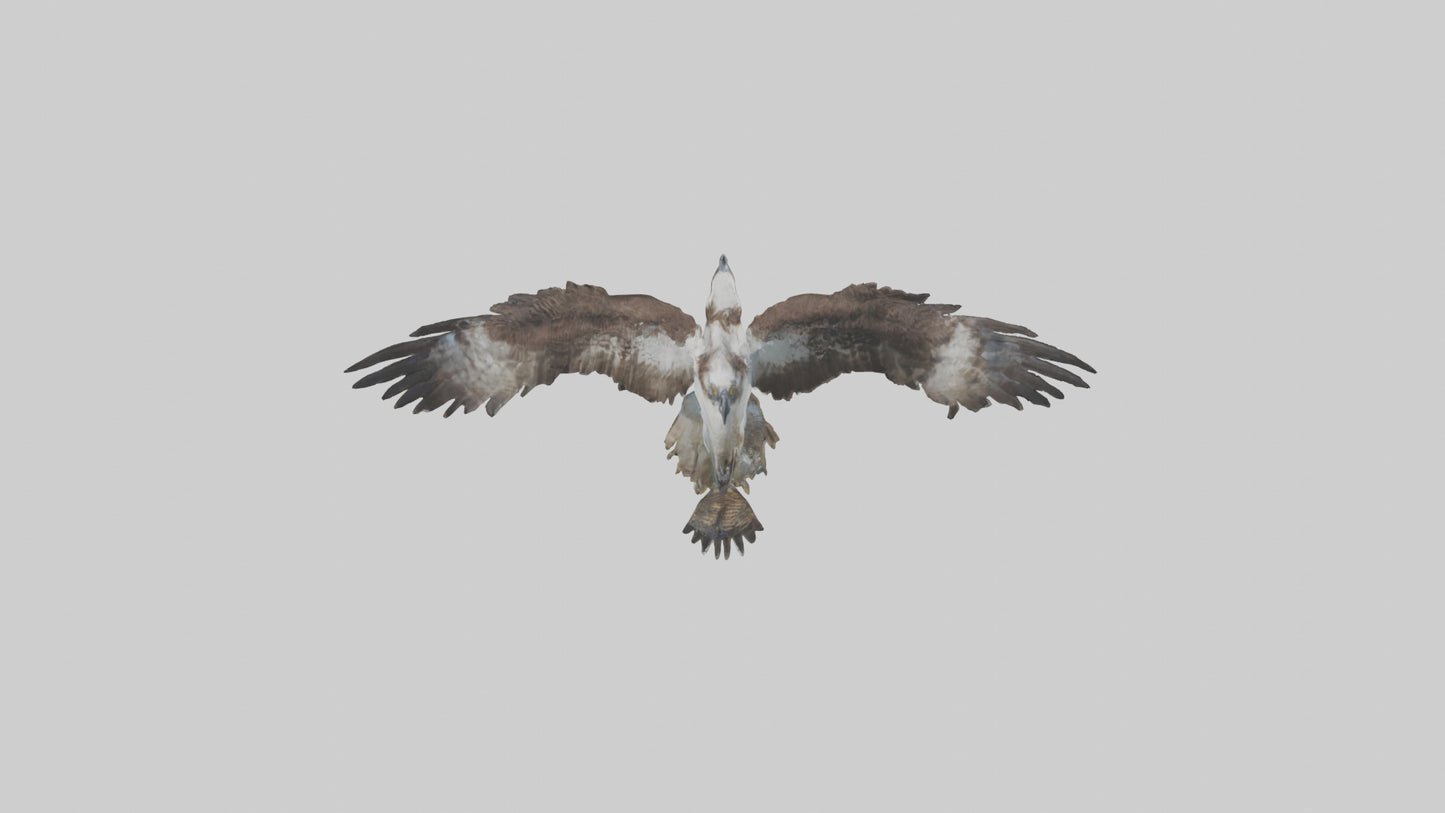 Osprey catching fish model 3D model