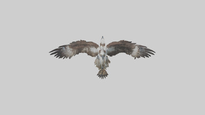 Osprey catching fish model 3D model
