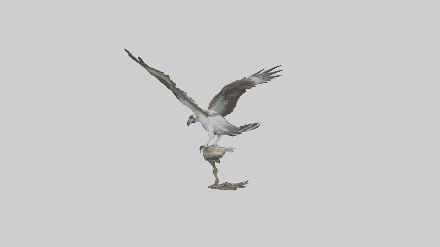 Osprey catching fish model 3D model