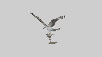 Osprey catching fish model 3D model