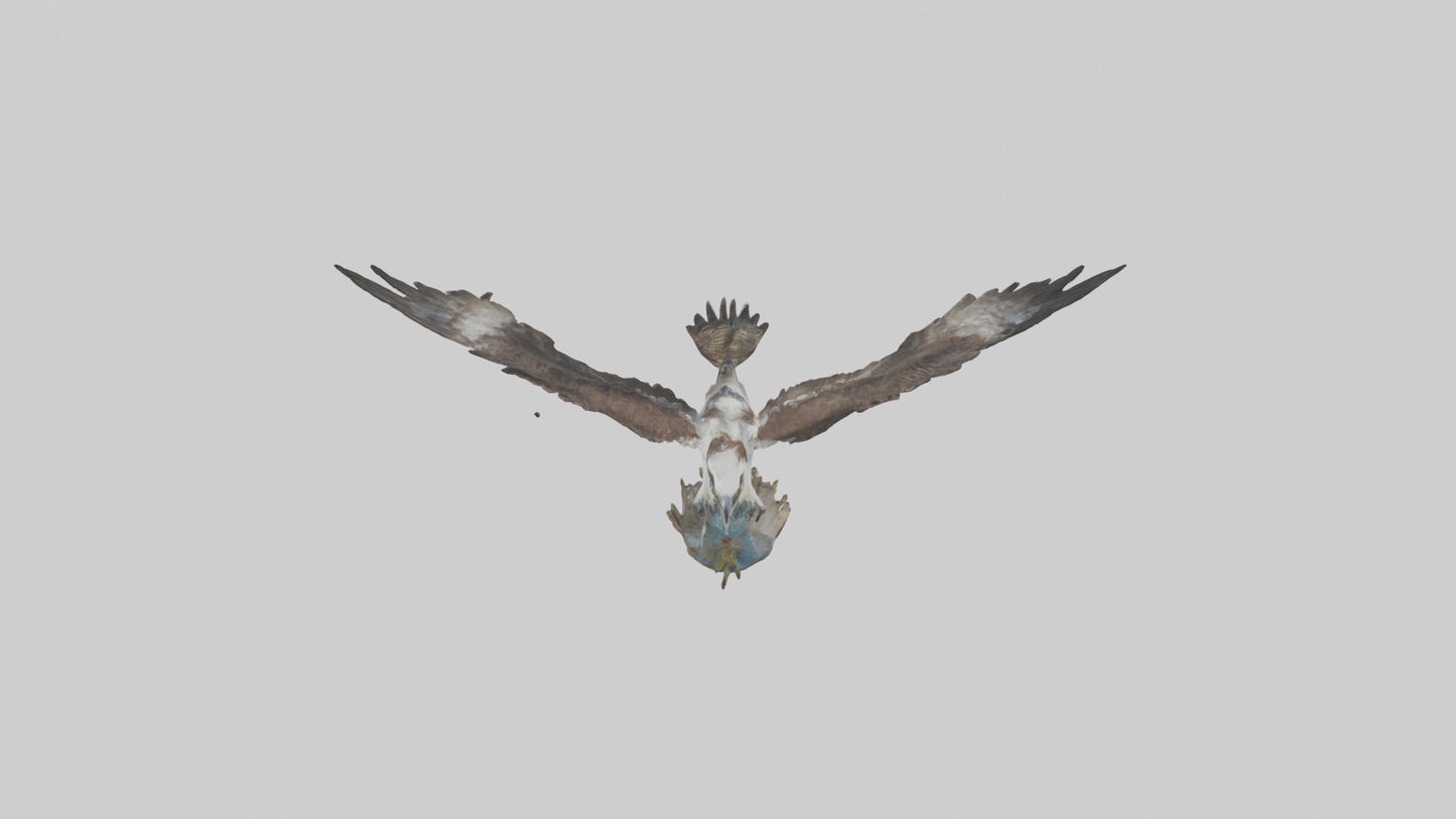 Osprey catching fish model 3D model