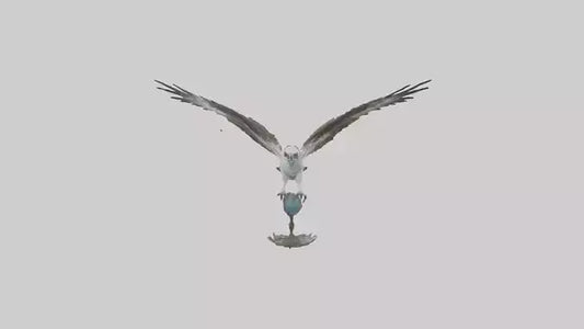 Osprey catching fish model 3D model