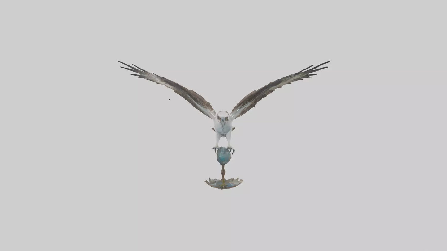Osprey catching fish model 3D model