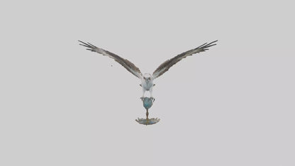 Osprey catching fish model 3D model