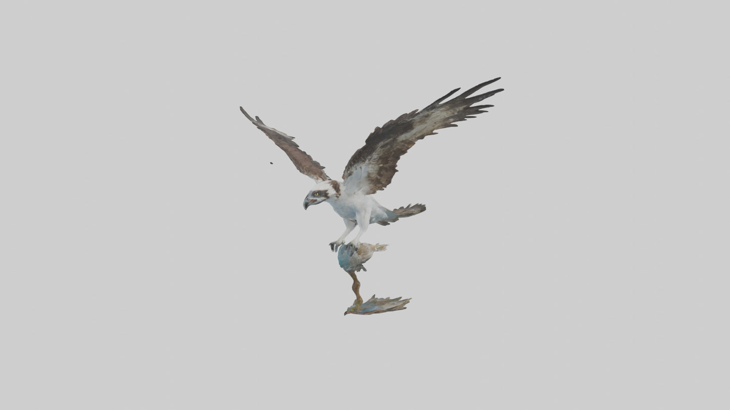 Osprey catching fish model 3D model