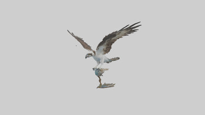 Osprey catching fish model 3D model