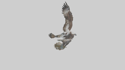 Osprey catching fish model 3D model