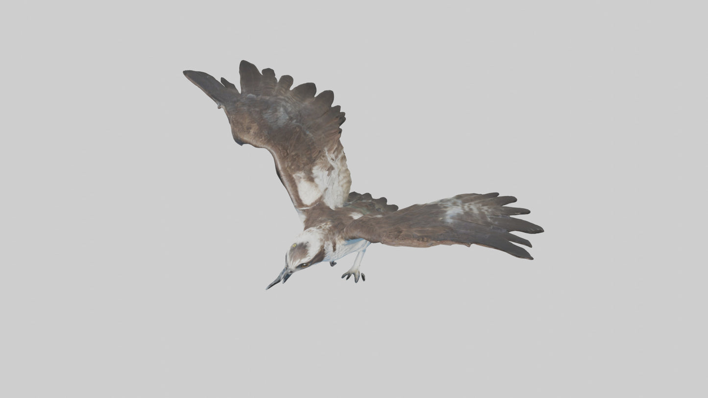 Osprey diving model 3D model